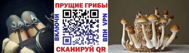 Псилоцибиновые грибы Psilocybe  Купить  Всеволожск 
